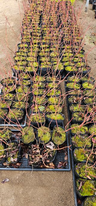 뿌리묘목농원님의 작성글 사진