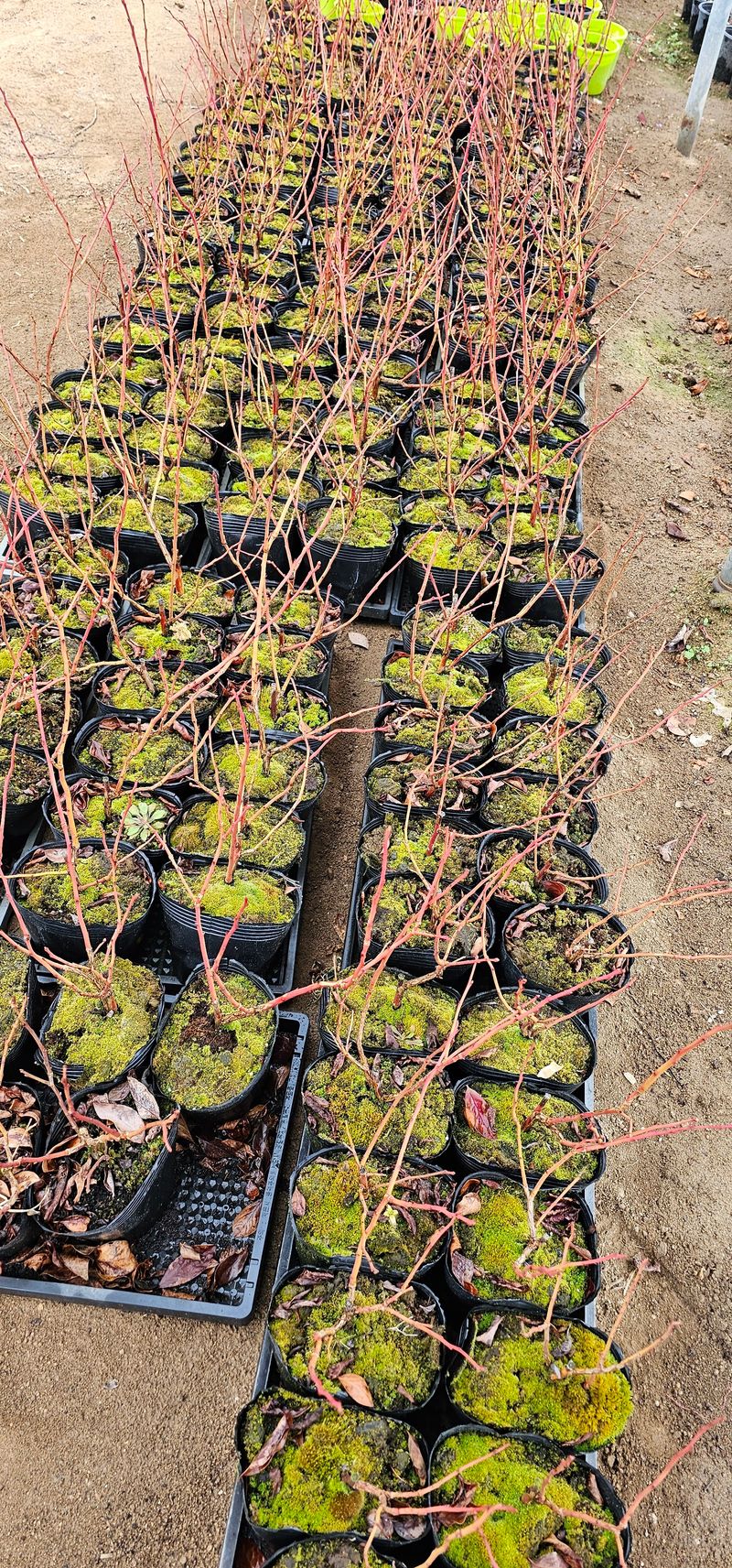 뿌리묘목농원님의 장터 판매 상품 [첸들러블루베리 2년생] 첨부 사진