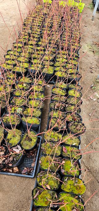 뿌리묘목농원님의 작성글 사진