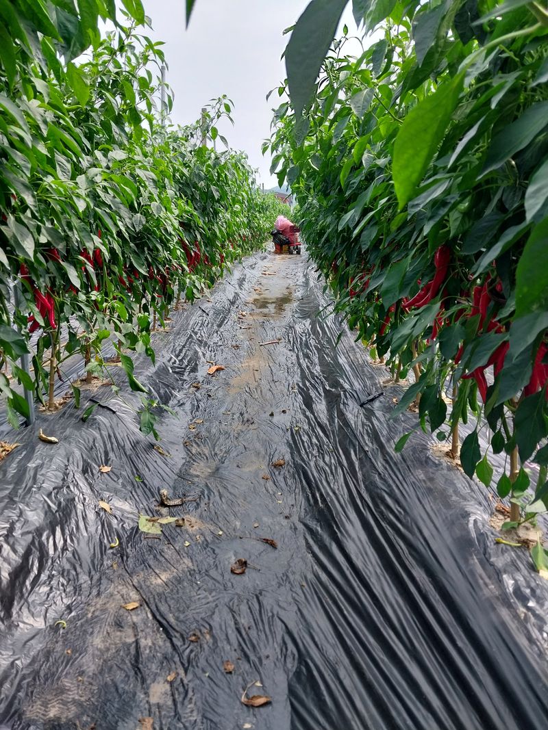 김창순님의 장터 판매 상품 [고춧가루 한근(500g) 판매 종료] 첨부 사진