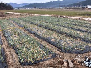 최성진님의 마늘 · 영농일지 작성글 사진