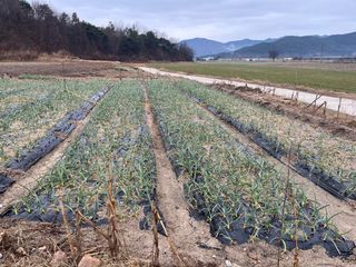 최성진님의 마늘 · 영농일지 작성글 사진