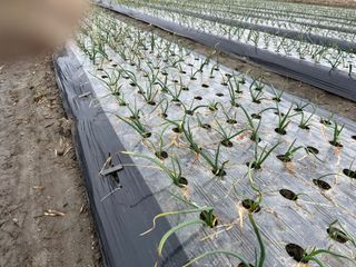 최성진님의 양파 · 영농일지 작성글 사진