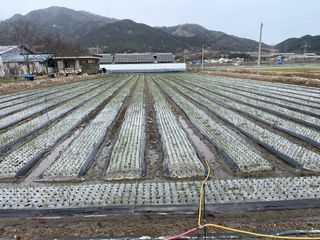 최성진님의 양파 · 영농일지 작성글 사진