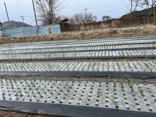 최성진님의 양파 · 영농일지 작성글 사진