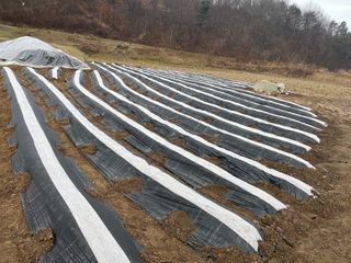 최성진님의 감자 · 영농일지 작성글 사진