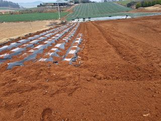 강순옥님의 기타작물 · 영농일지 작성글 사진