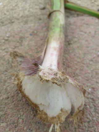 omany님의 마늘 · 병해충상담 작성글 사진