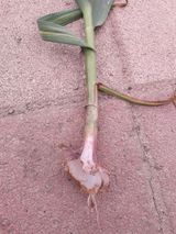 팜모닝 마늘·병해충상담 게시글 이미지