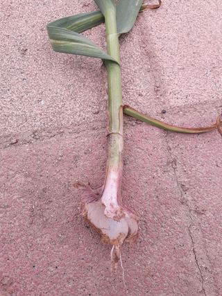 omany님의 마늘 · 병해충상담 작성글 사진