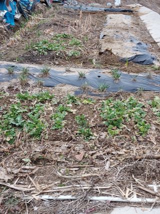 최병화 님의 3월 내 작물 자랑하기 · 참여글 작성글 사진