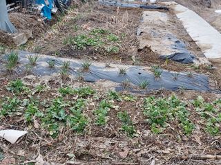 최병화 님의 3월 내 작물 자랑하기 · 참여글 작성글 사진