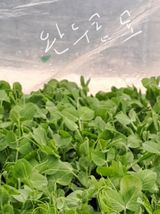 팜모닝 3월 내 작물 자랑하기·참여글 게시글 이미지