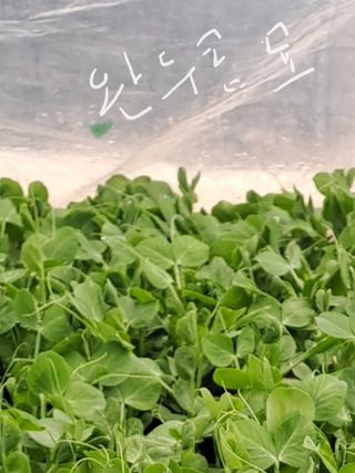 알 수 없음님의 3월 내 작물 자랑하기 · 참여글 작성글 사진