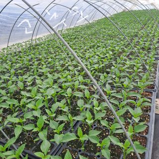 알 수 없음님의 3월 내 작물 자랑하기 · 참여글 작성글 사진