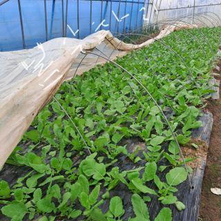 알 수 없음님의 3월 내 작물 자랑하기 · 참여글 작성글 사진