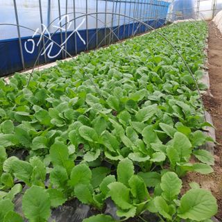 알 수 없음님의 3월 내 작물 자랑하기 · 참여글 작성글 사진