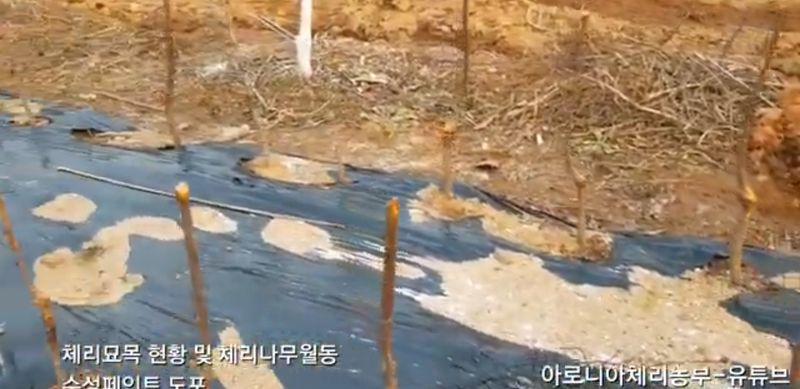 장터 상품 [체리묘목판매  에보니펄,버건디펄] 썸네일