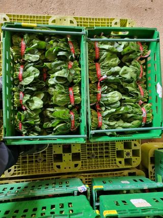 김진락님의 3월 내 작물 자랑하기 · 참여글 작성글 사진