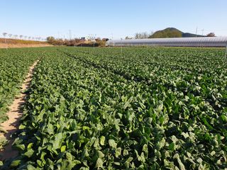 김진락님의 3월 내 작물 자랑하기 · 참여글 작성글 사진