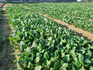 김진락님의 3월 내 작물 자랑하기 · 참여글 작성글 사진