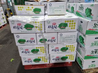 김진락님의 3월 내 작물 자랑하기 · 참여글 작성글 사진