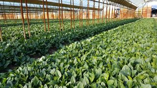 김진락님의 3월 내 작물 자랑하기 · 참여글 작성글 사진