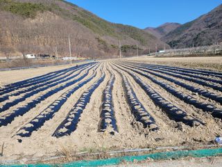 박영석님의 감자 · 영농일지 작성글 사진