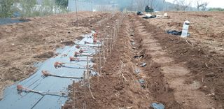 아로니아체리농부유튜님의 기타작물 · 영농일지 작성글 사진