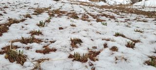 한방산나물님의 3월 내 작물 자랑하기 · 참여글 작성글 사진