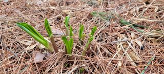 한방산나물님의 3월 내 작물 자랑하기 · 참여글 작성글 사진