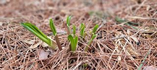한방산나물님의 3월 내 작물 자랑하기 · 참여글 작성글 사진
