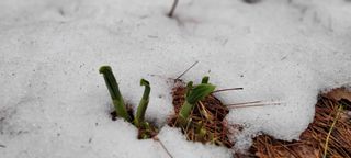 한방산나물님의 3월 내 작물 자랑하기 · 참여글 작성글 사진