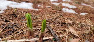 한방산나물님의 3월 내 작물 자랑하기 · 참여글 작성글 사진