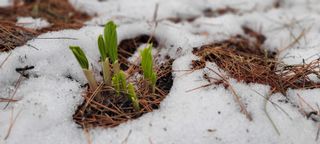 한방산나물님의 3월 내 작물 자랑하기 · 참여글 작성글 사진