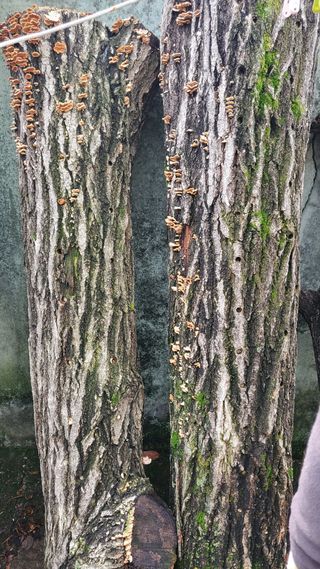 알 수 없음님의 농사, 무엇이든 물어보세요! · 참여글 작성글 사진