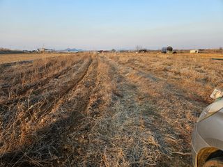 양파2732님의 고추 · 영농일지 작성글 사진