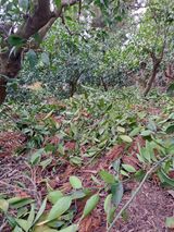 팜모닝 귤·영농일지 게시글 이미지