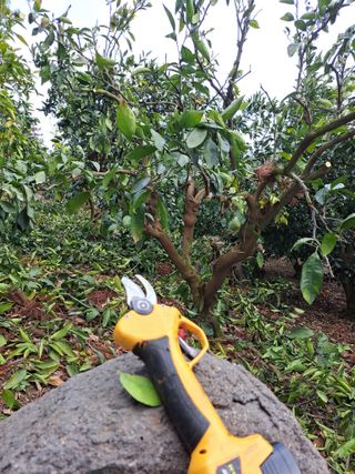 🍊수정농님의 귤 · 영농일지 작성글 사진