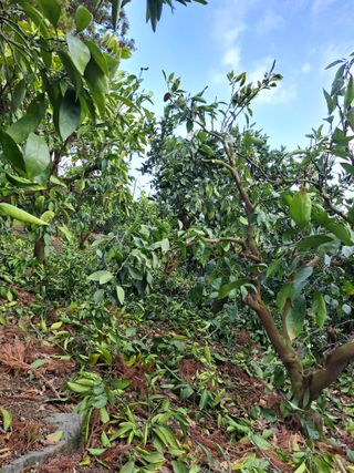 🍊수정농님의 귤 · 영농일지 작성글 사진