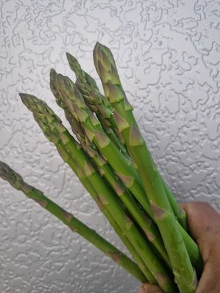 이정식님의 기타작물 · 영농일지 작성글 사진