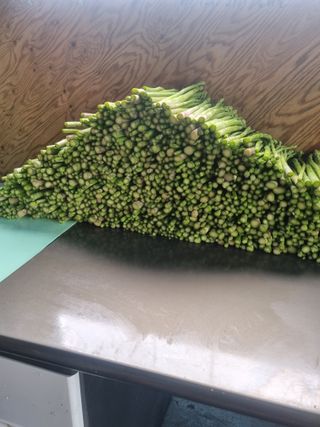 이정식님의 기타작물 · 영농일지 작성글 사진