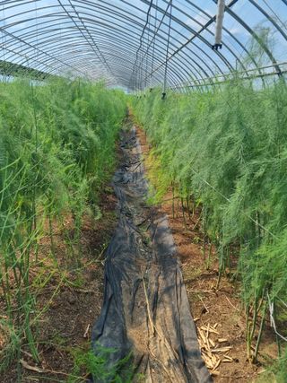 이정식님의 기타작물 · 영농일지 작성글 사진