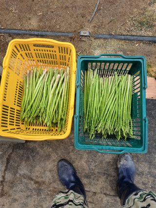 이정식님의 기타작물 · 영농일지 작성글 사진