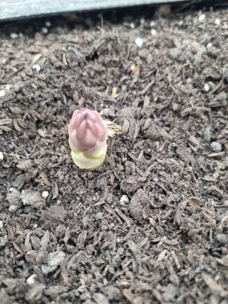 이정식님의 기타작물 · 영농일지 작성글 사진