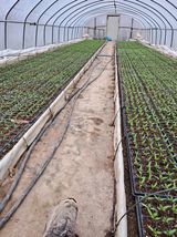 팜모닝 고추·일상 게시글 이미지