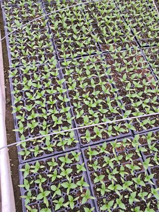 마정숙님의 고추 · 일상 작성글 사진