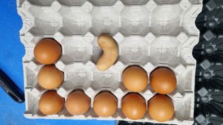 김동회증평영농조합님의 자유주제 · 자유게시판 작성글 사진