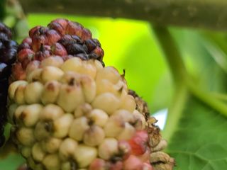 이용복님의 기타작물 · 병해충상담 작성글 사진