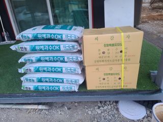 늘항상한결님의 감자 · 자유게시판 작성글 사진